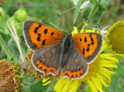 small copper (Lycaena phlaeas) Kenneth Noble